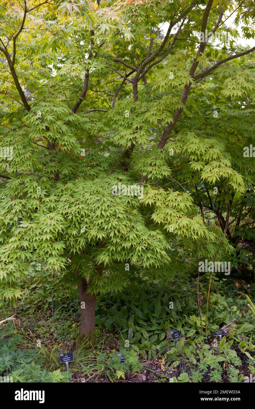 Acer palmatum 'Elegans' Stock Photo Alamy