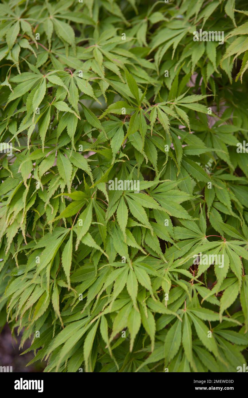 Acer palmatum 'Elegans' Stock Photo Alamy