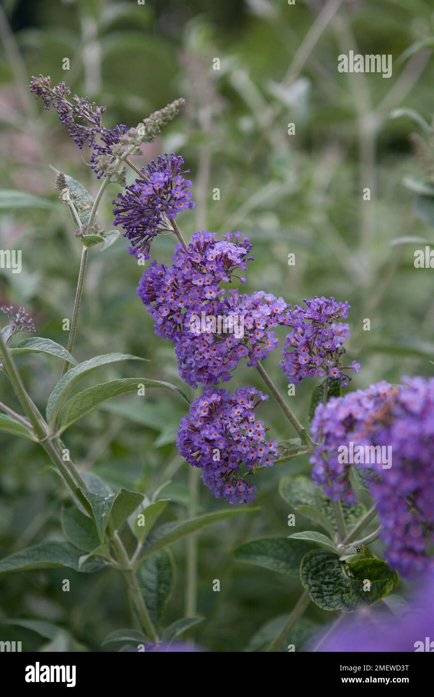 Buddleja davidii Nanho Purple = 'Monum' Stock Photo