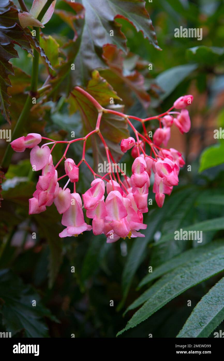 Begonia 'Irene Nuss' Stock Photo