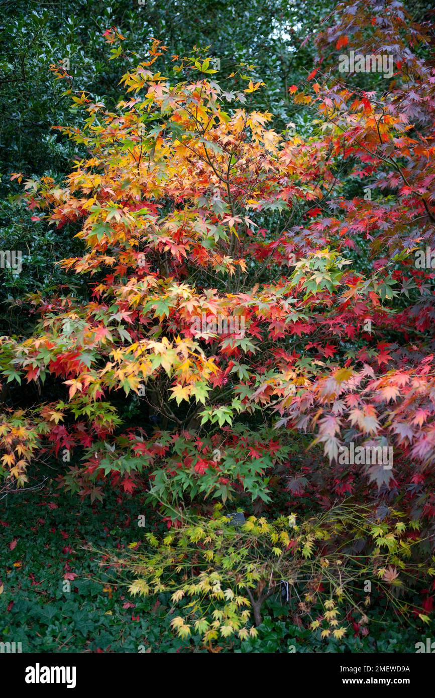 Acer palmatum var. dissectum 'Inaba-shidare' Stock Photo - Alamy