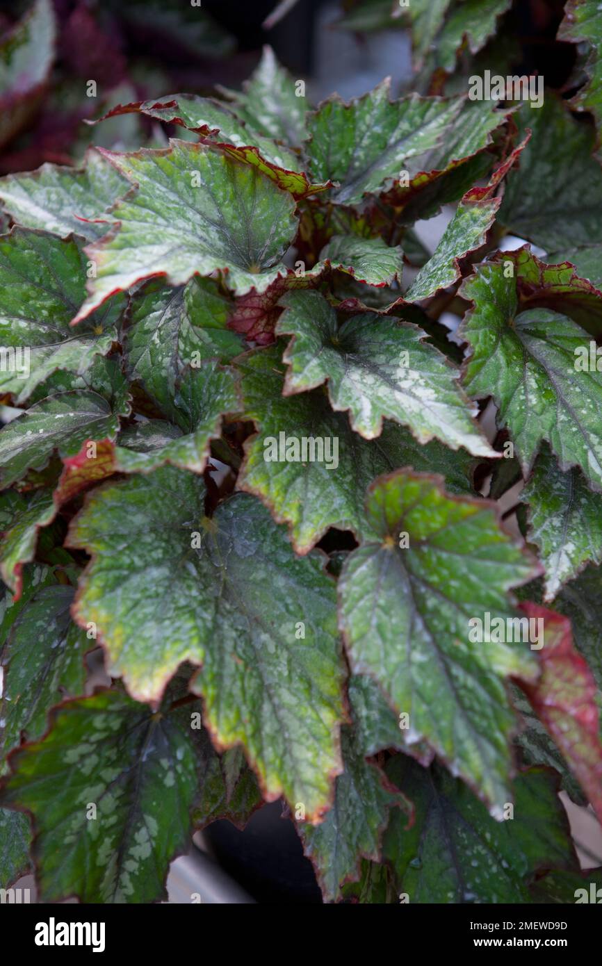 Begonia 'from Java' Stock Photo