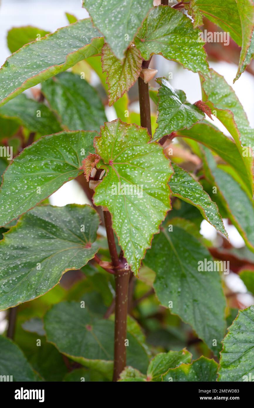 Begonia 'Cora Anne' Stock Photo