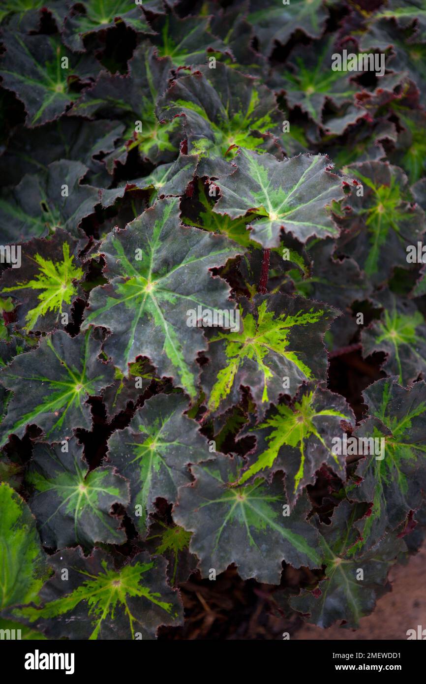 Begonia 'Beatrice Haddrell' Stock Photo