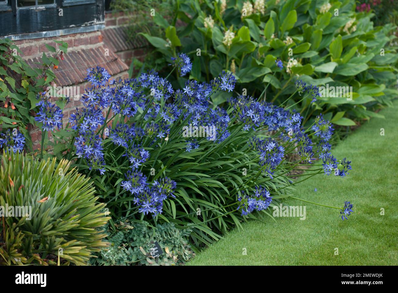 Agapanthus 'Northern Star' Stock Photo Alamy