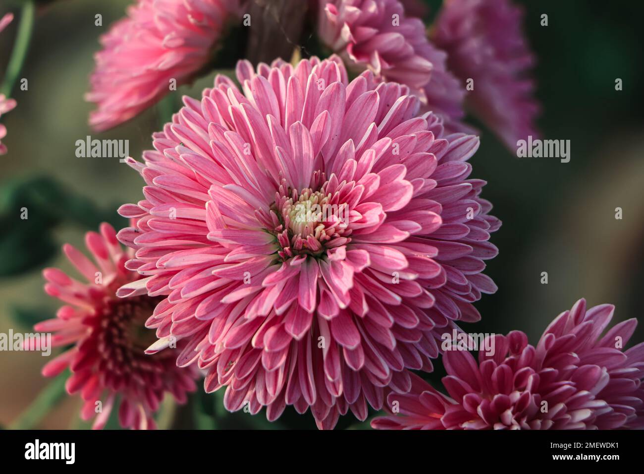Chrysanthemum indicum winter hi-res stock photography and images - Alamy