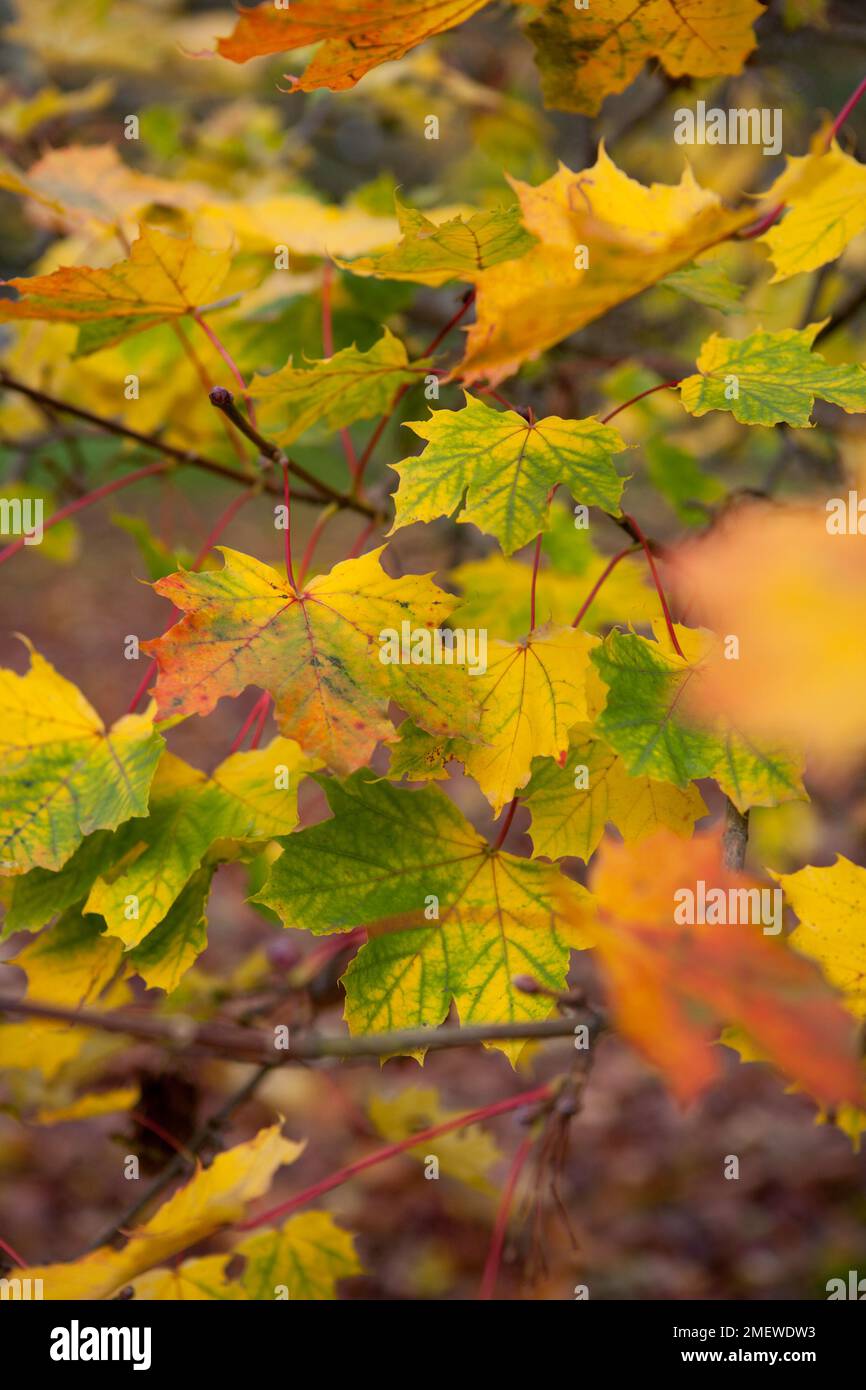 Acer platanoides 'Globosum' Stock Photo Alamy