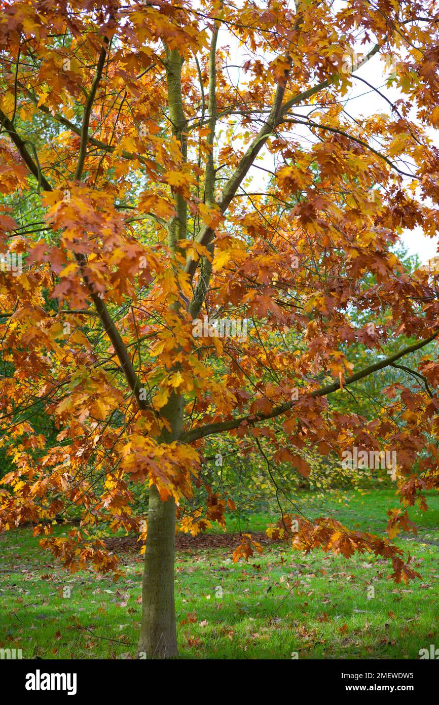 Acer platanoides 'Drummondii' Stock Photo Alamy