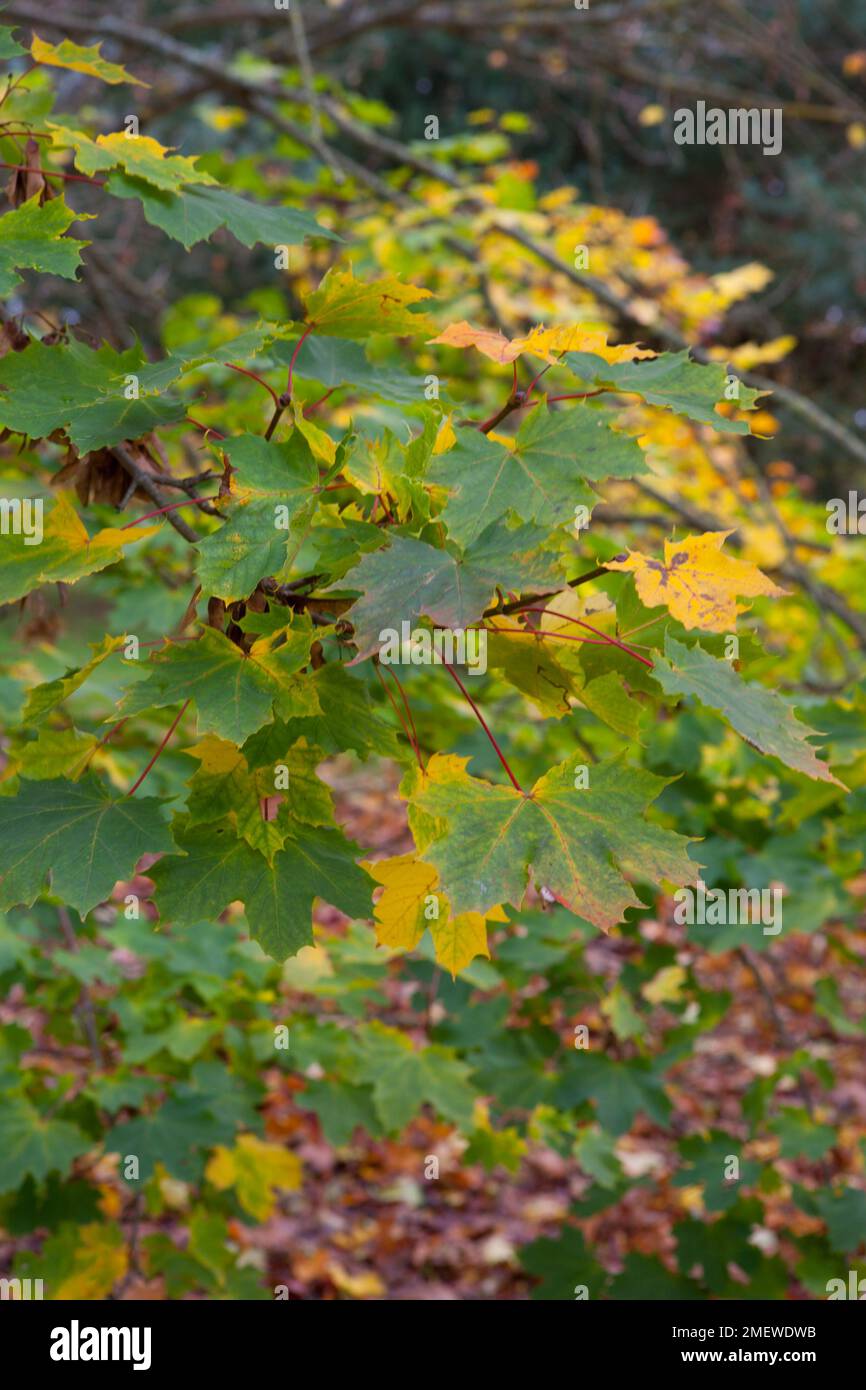Acer platanoides 'Globosum' Stock Photo Alamy