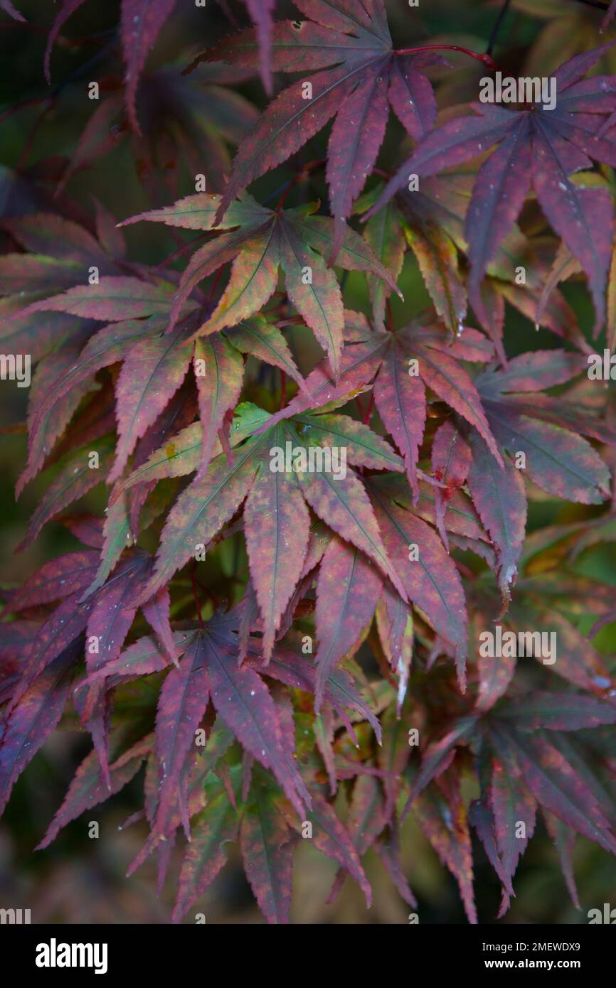 Acer palmatum 'Moonfire' Stock Photo