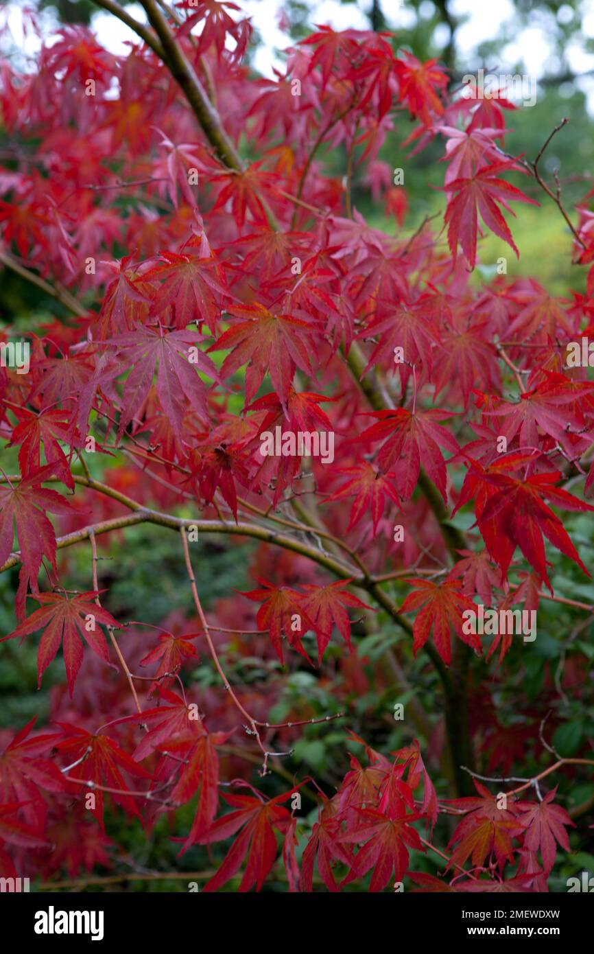 Acer palmatum 'Benikagami' Stock Photo Alamy