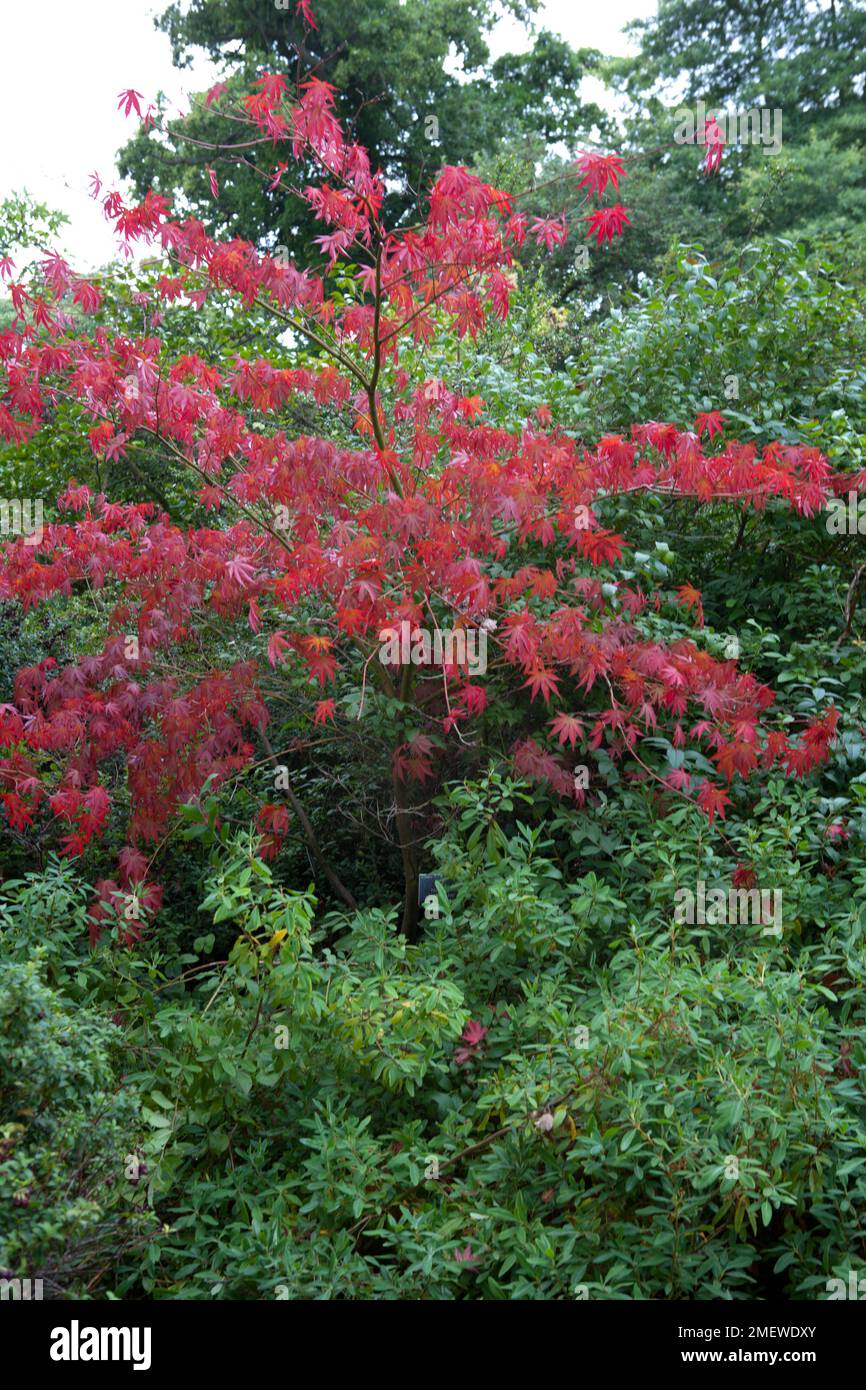 Acer palmatum 'Benikagami' Stock Photo Alamy
