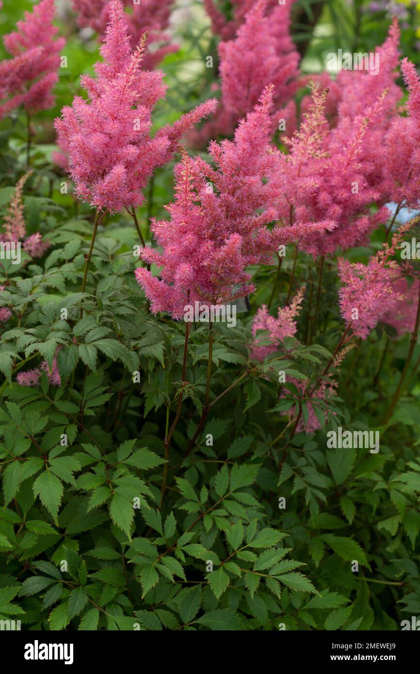 Astilbe 'Federsee' NOT SURE Stock Photo