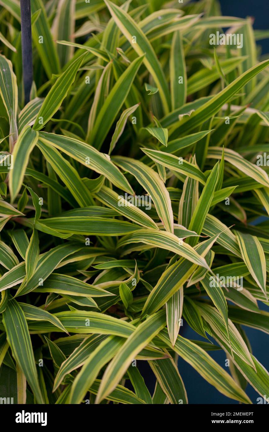 Carex siderosticha 'Island Brocade' NOT SURE Stock Photo