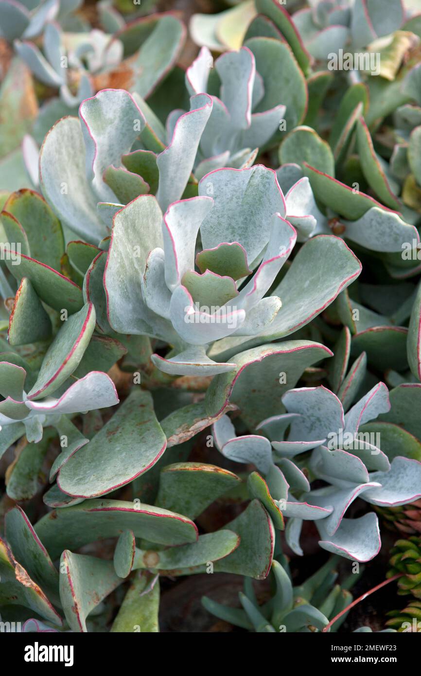 Cotyledon orbiculata 'Pigs Ear' Stock Photo Alamy