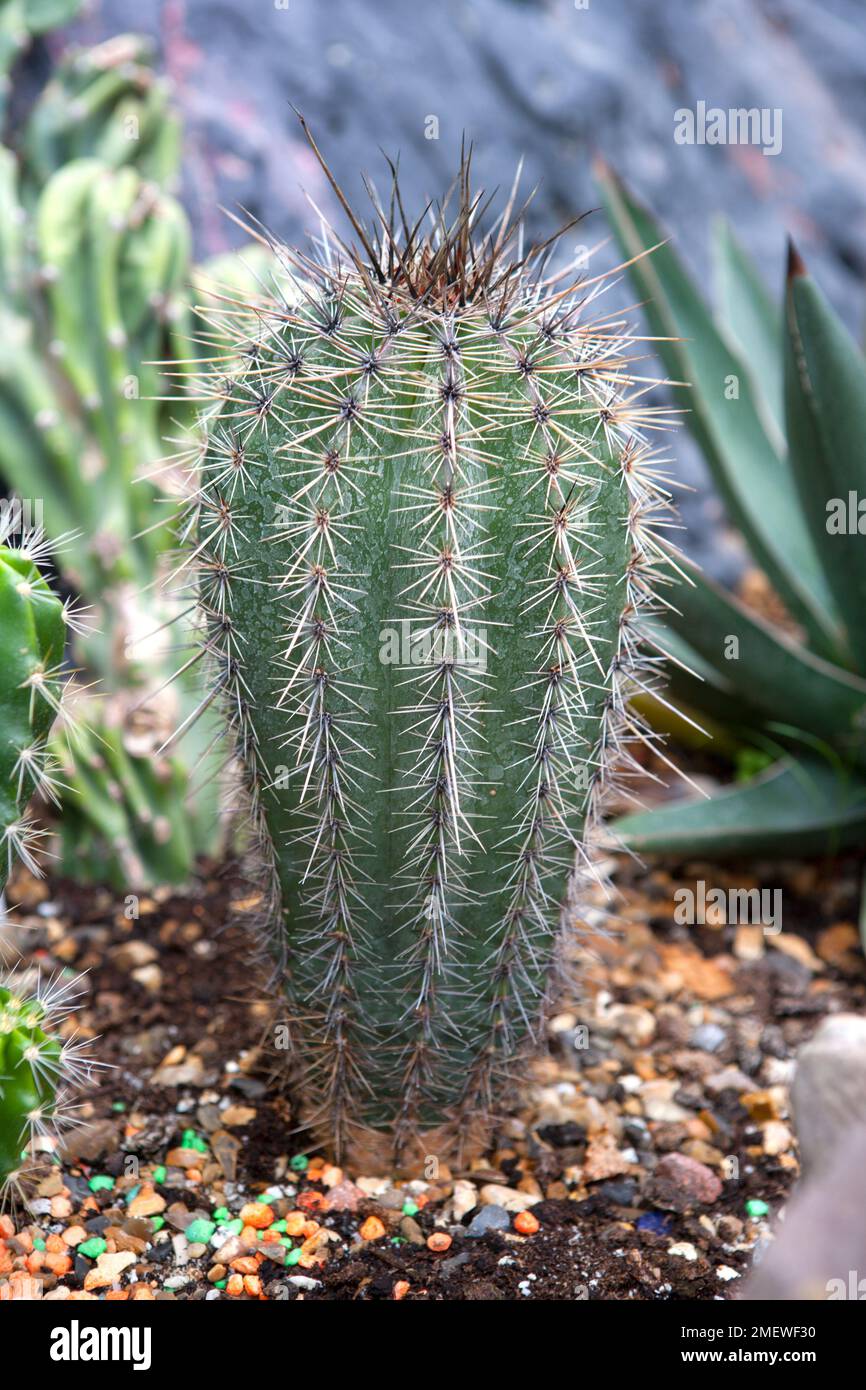 Carnegiea gigantea 'Saguaro Cactus' Stock Photo