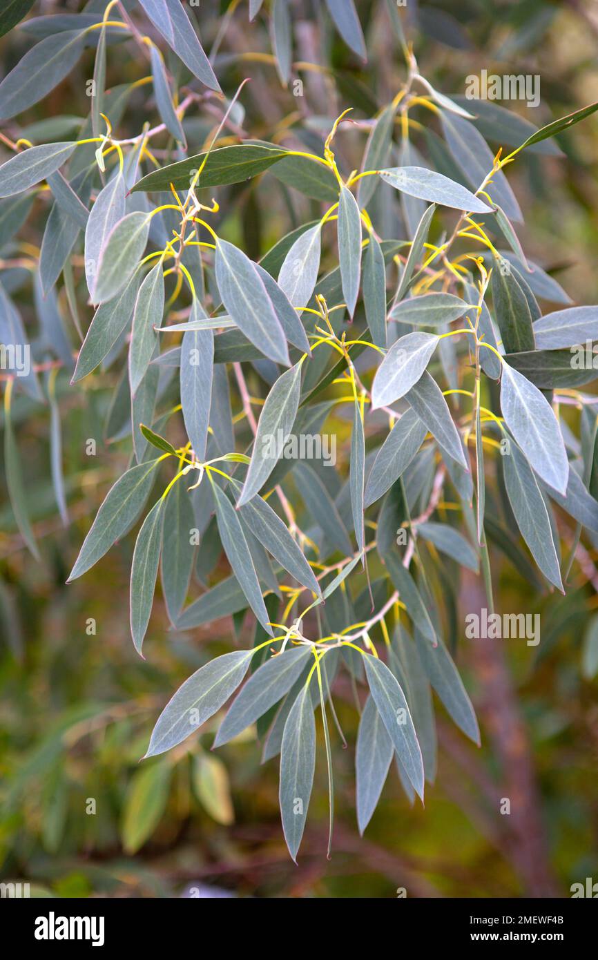 Eucalyptus coccifera 'Tasmanian Snow Gum' Stock Photo