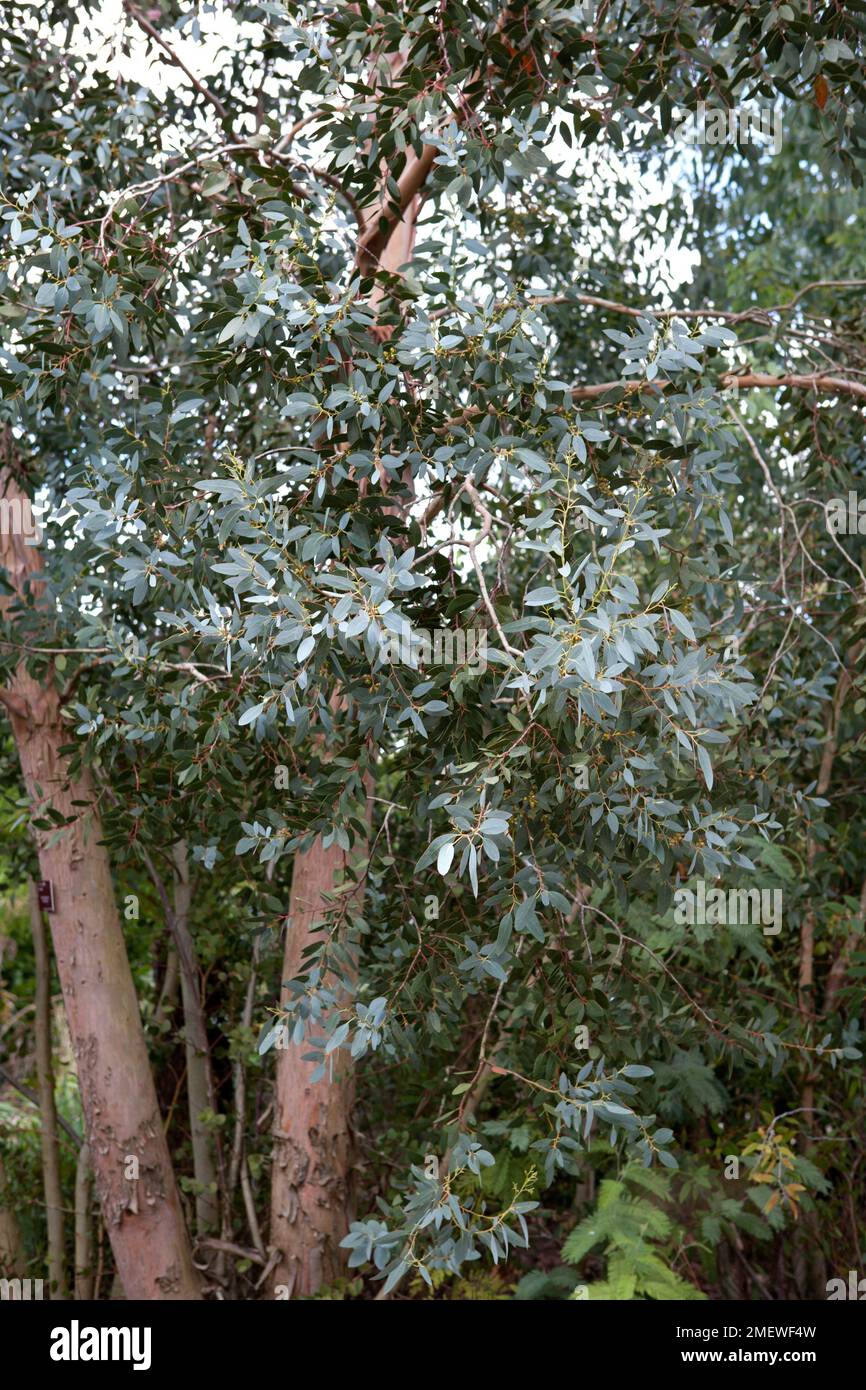Eucalyptus gunnii 'Cider Gum' Stock Photo