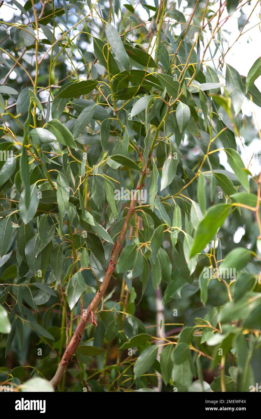 Tasmanian yellow gum hires stock photography and images Alamy