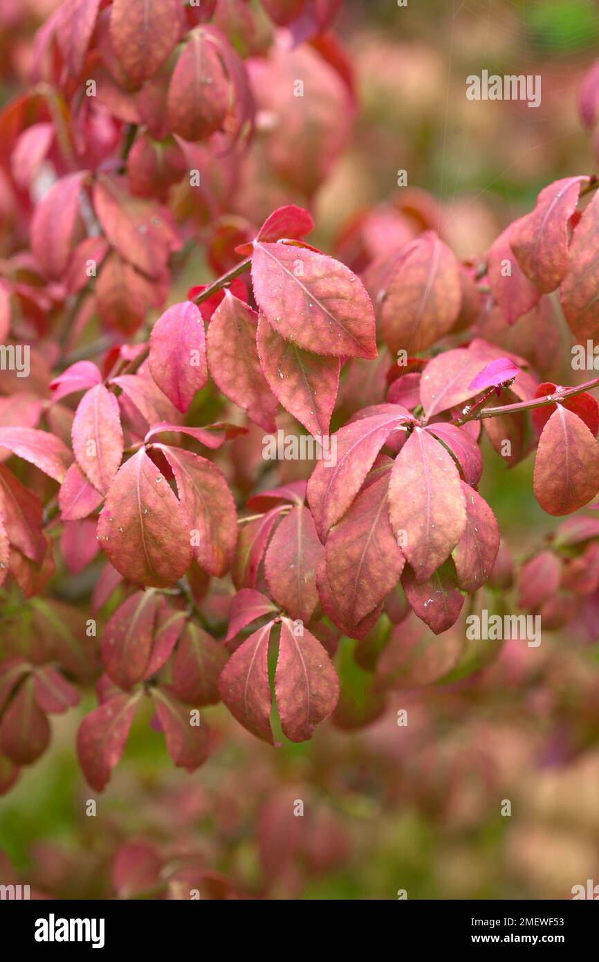 Euonymus alatus 'Winged Spindle tree' Stock Photo Alamy
