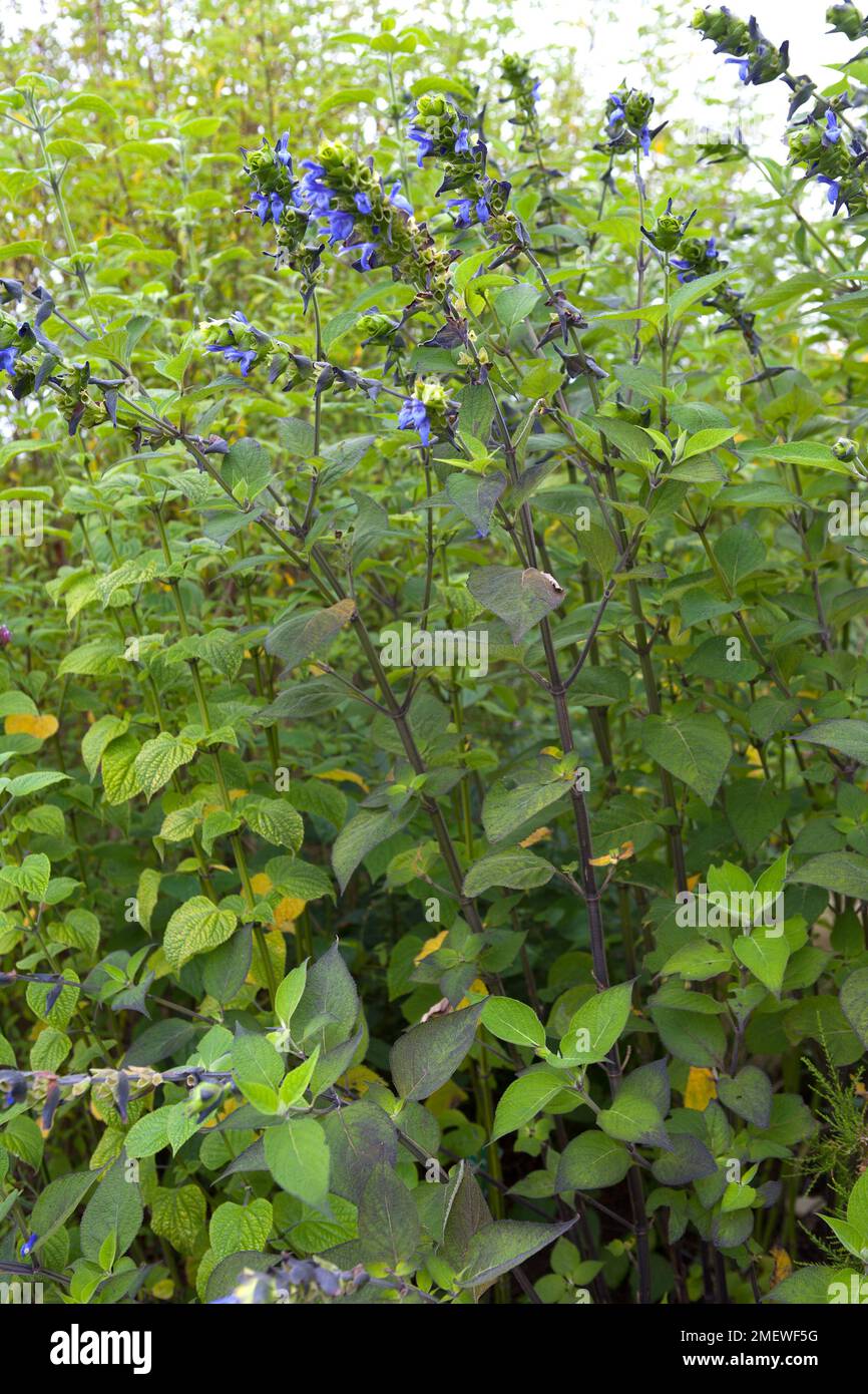 Salvia Guaranitica 'Black and Blue' Stock Photo
