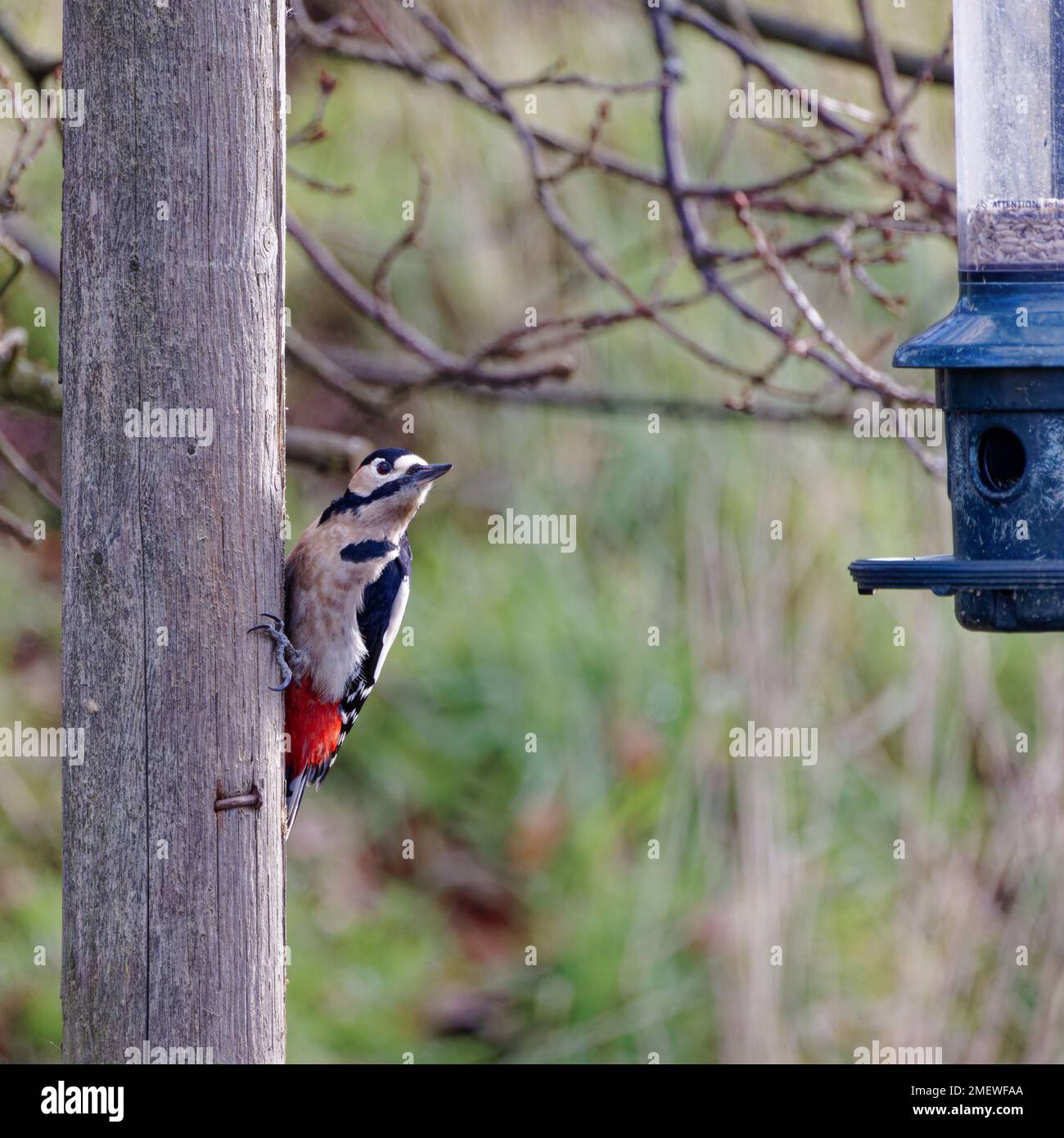 Male Greater Spotted Woodpecker (Dendrocopos major) viewing a feeder from his perch Stock Photo