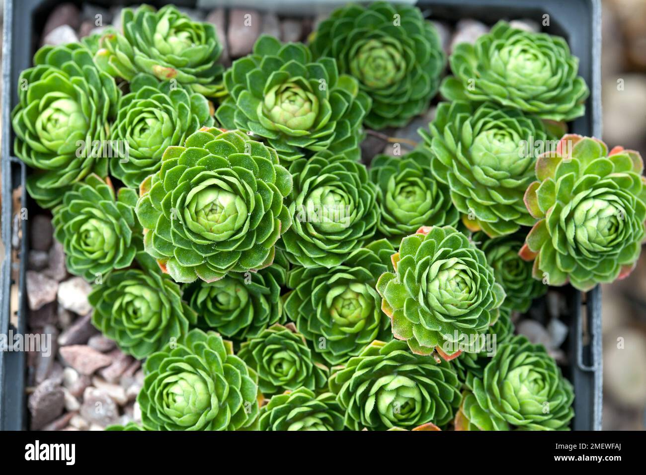 Androsace sempervivoides Stock Photo