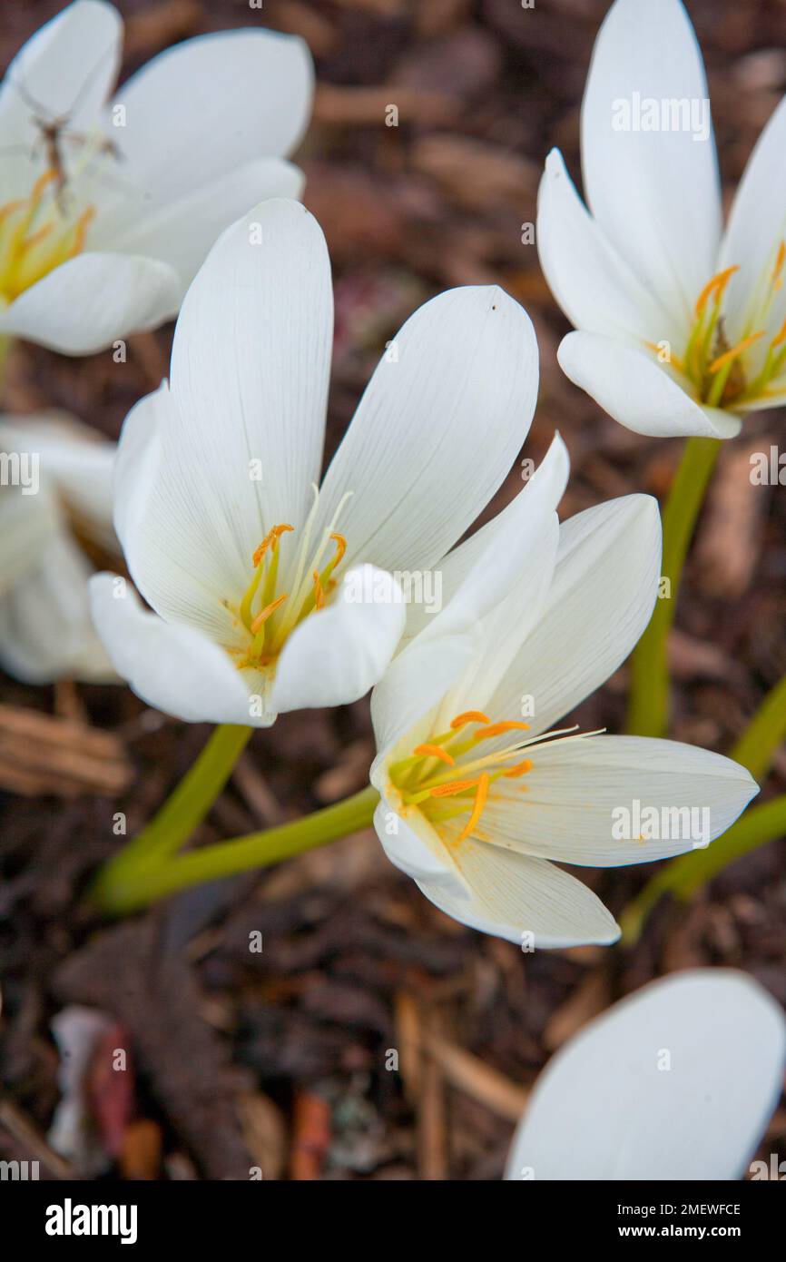 Colchicum speciosum Album Stock Photo