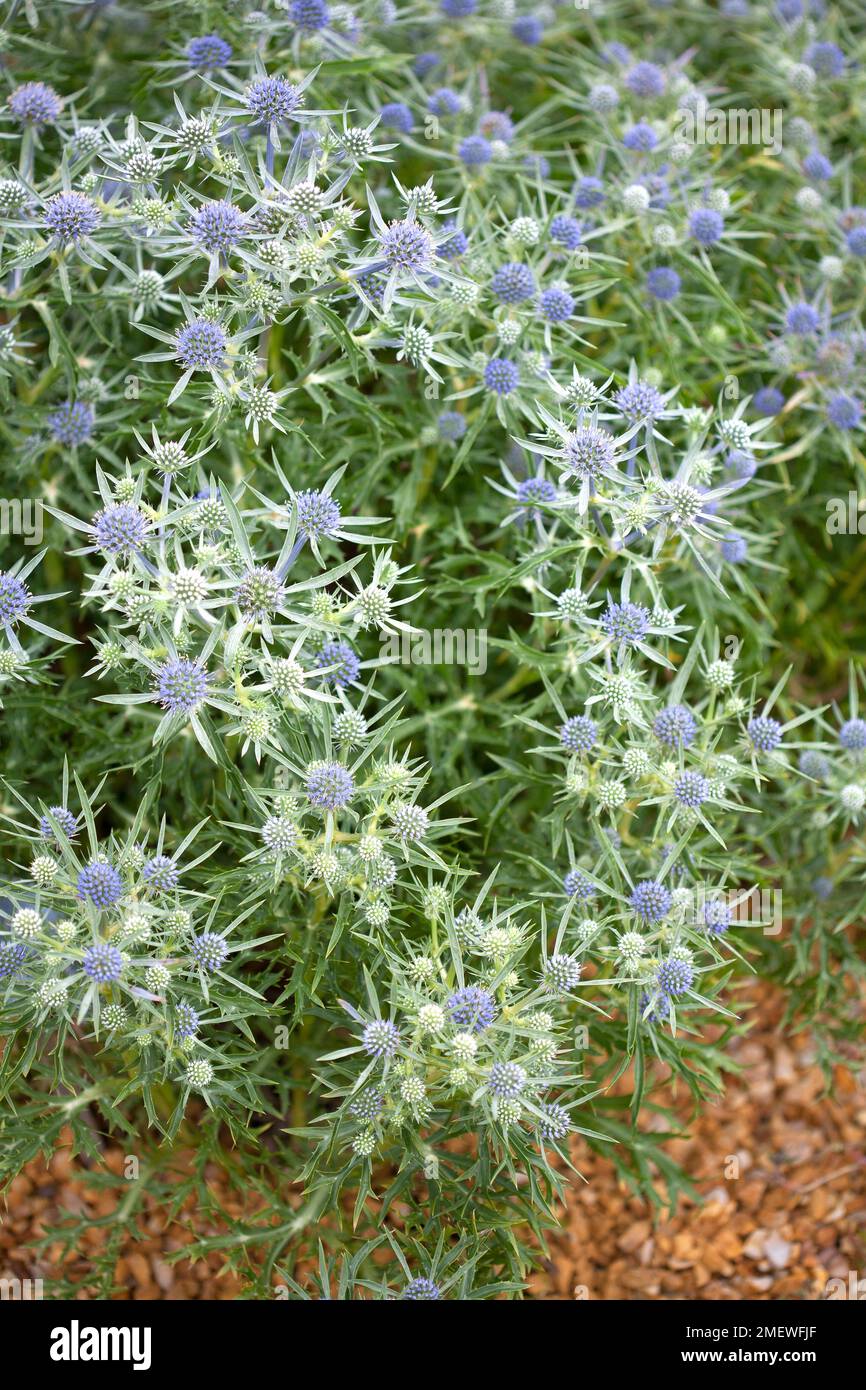 Eryngium x zabelii 'Forncett ultra' Stock Photo Alamy