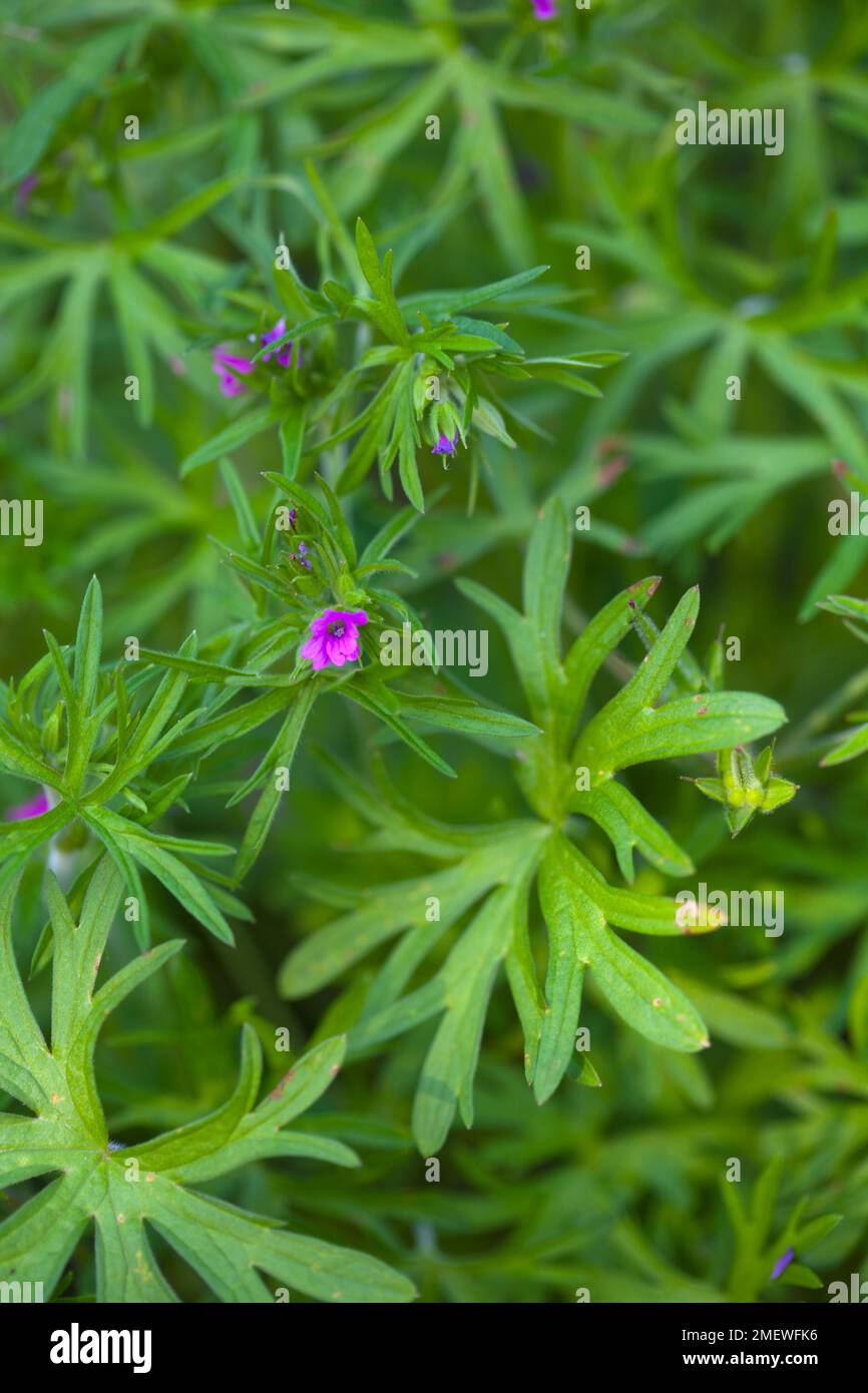 Geranium ‘Mavis Simpson’ Stock Photo - Alamy