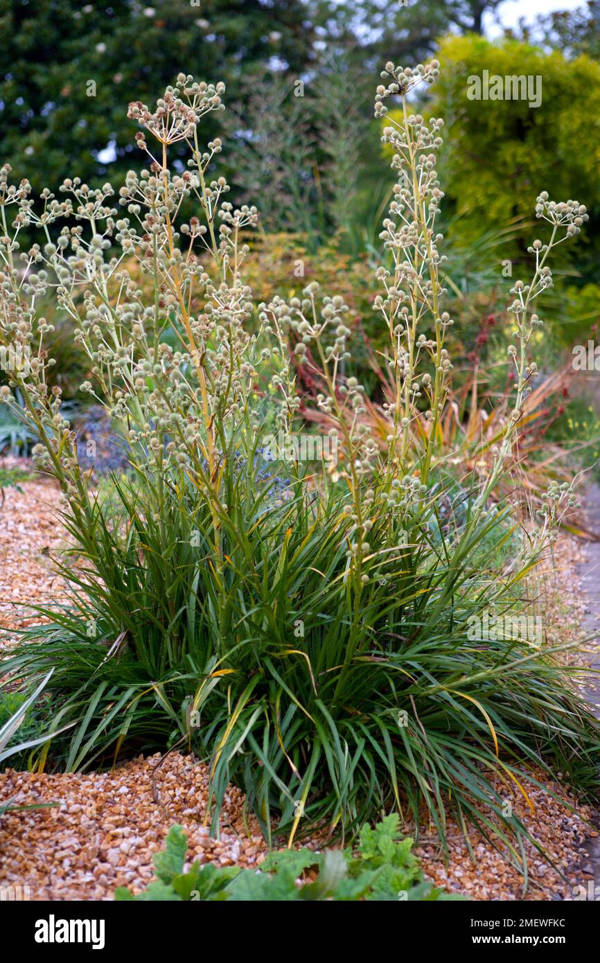 Eryngium eburneum hires stock photography and images Alamy