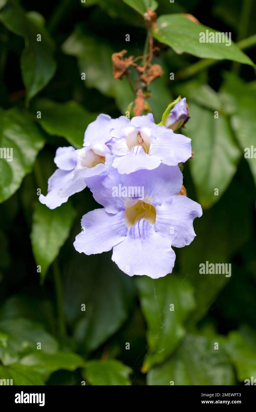 Thunbergia grandiflora Stock Photo