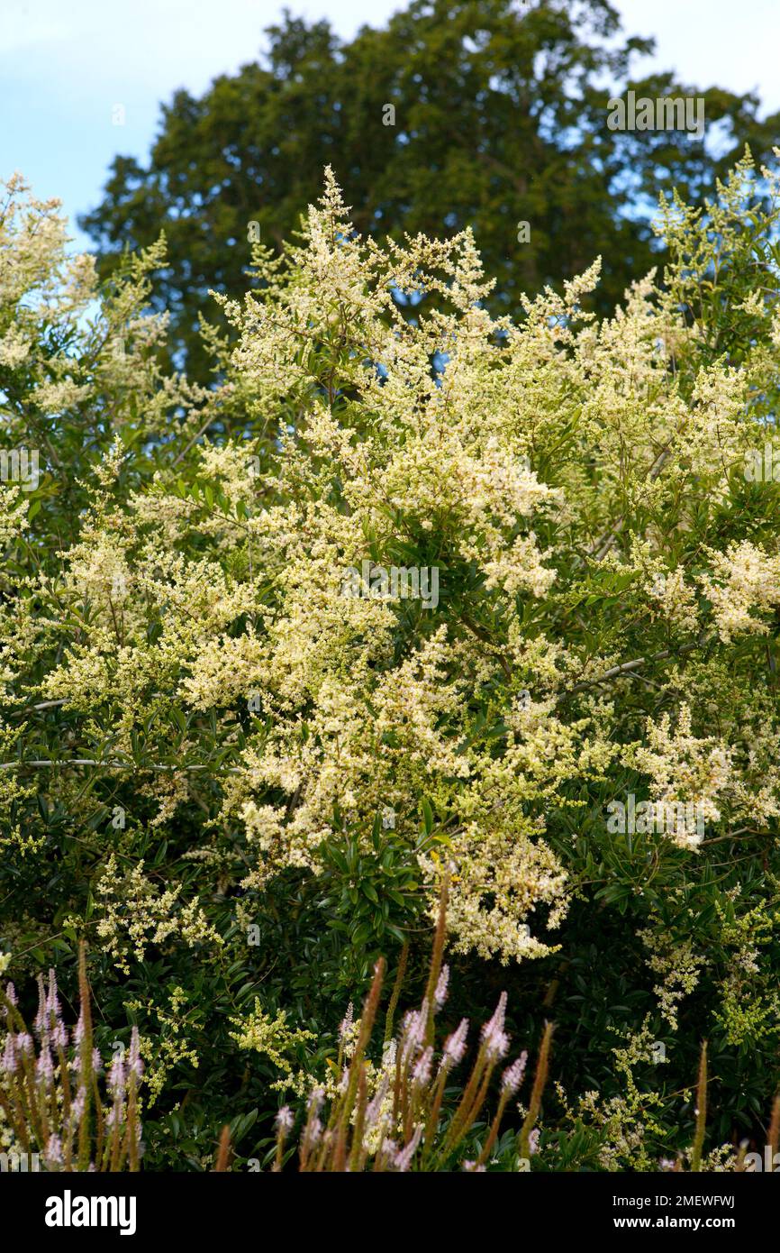 Ligustrum quihoui flowers hi-res stock photography and images - Alamy
