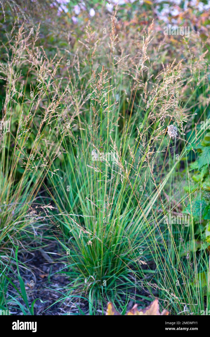 Molinia caerulea subsp caerulea Stock Photo