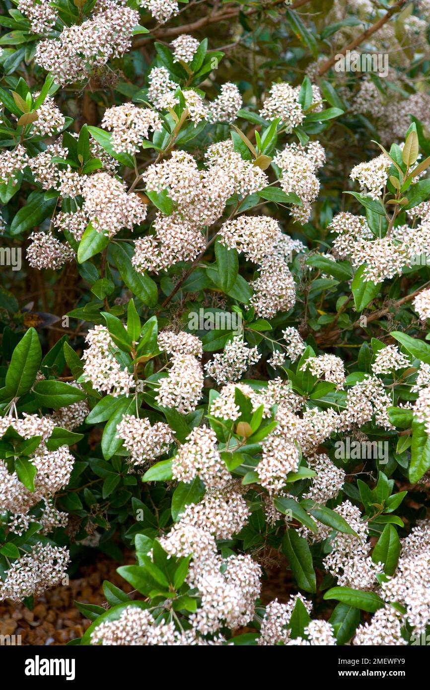 Olearia avicenniifolia Stock Photo