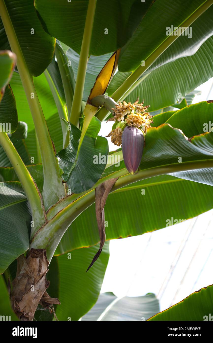 Musa sikkimensis 'Red Tiger' Stock Photo
