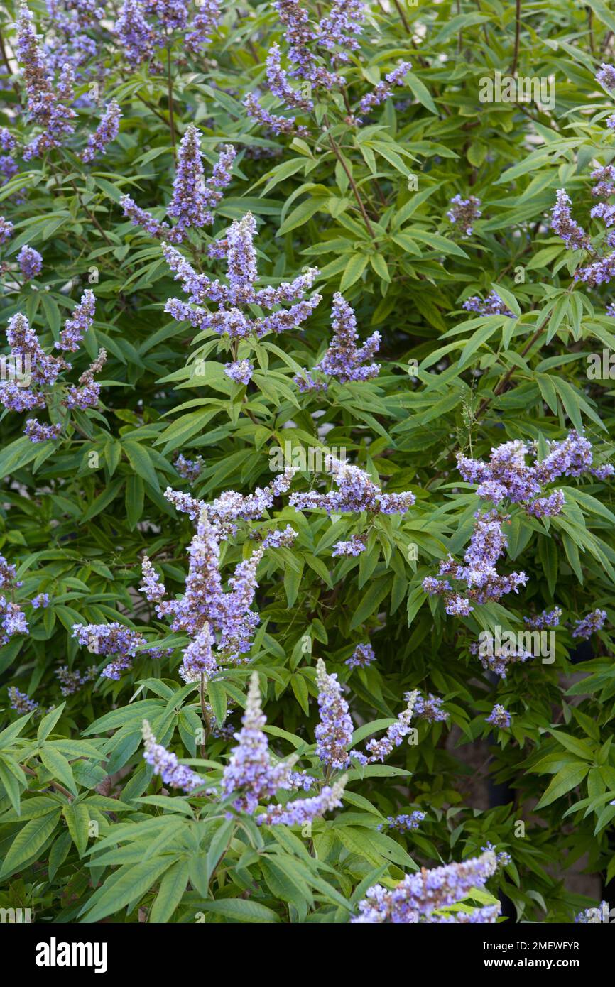 Vitex agnus-castus f latifolia Stock Photo - Alamy