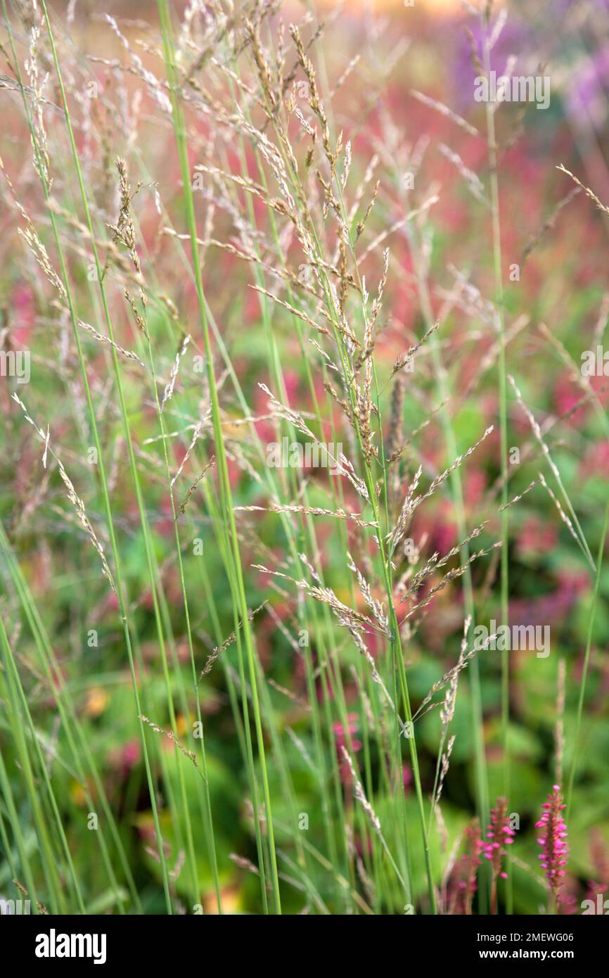 Molinia caerulea subsp arundinacea 'Windspiel' Stock Photo