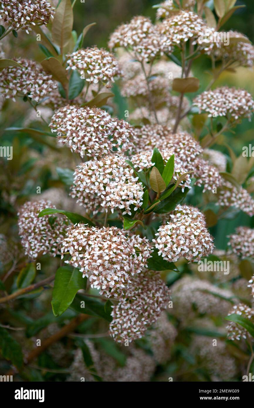 Olearia avicenniifolia Stock Photo
