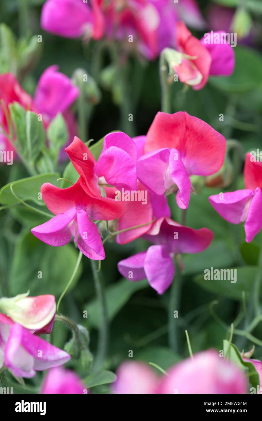 Lathyrus 'Cupid Rose' Stock Photo