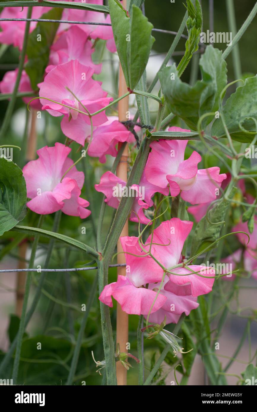 Suffon Precious colour hi-res stock photography and images - Alamy