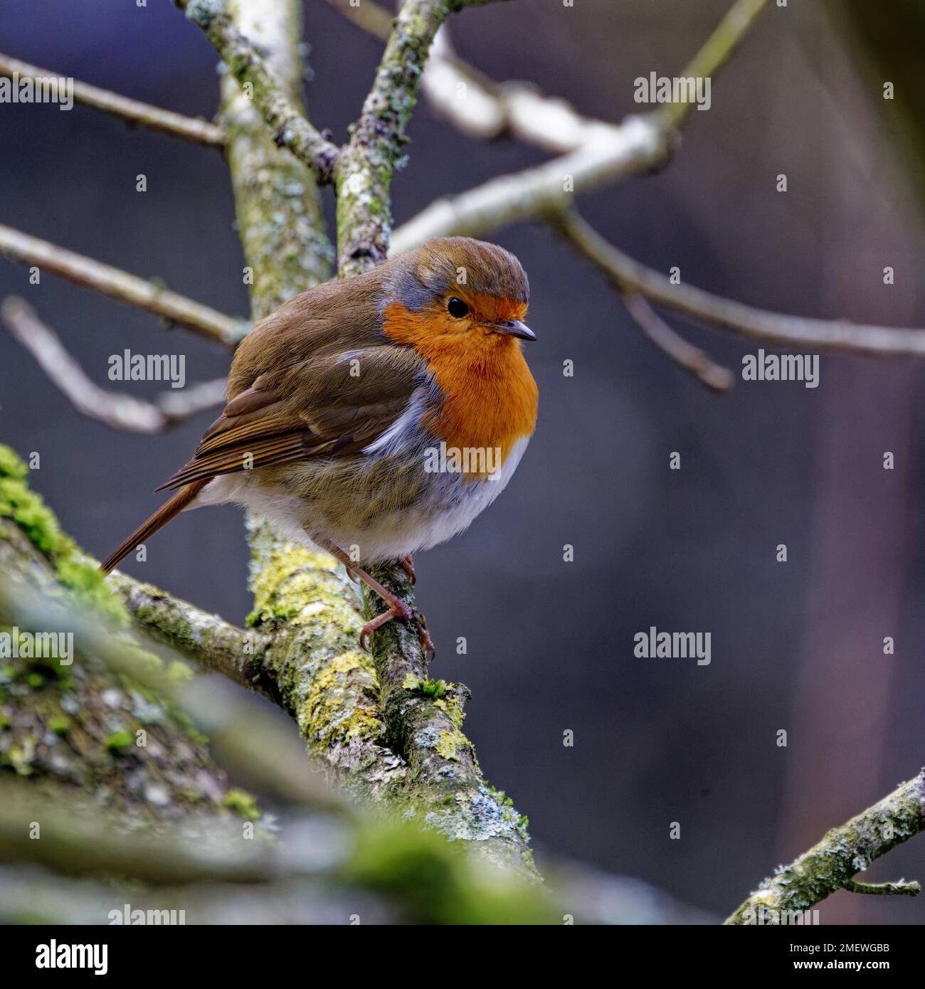 Robin Redbreast (Erithacus rubecula) perched in tree Stock Photo