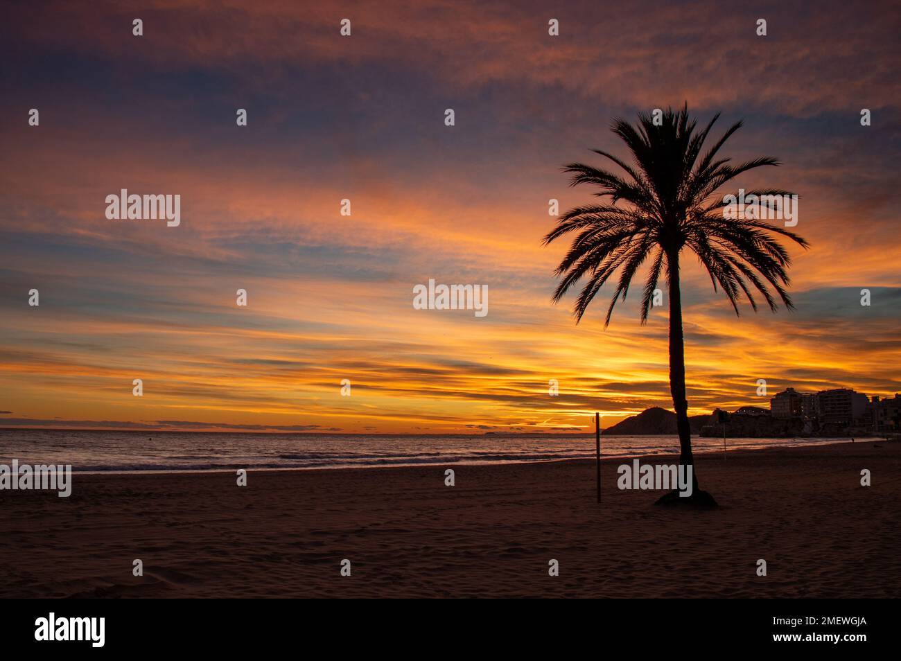 Atardecer en Benidorm en la playa de Poniente y la silueta de una palmera, España Stock Photo