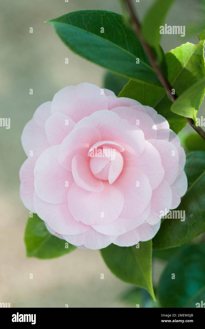 Camellia japonica 'Ave Maria' Stock Photo Alamy