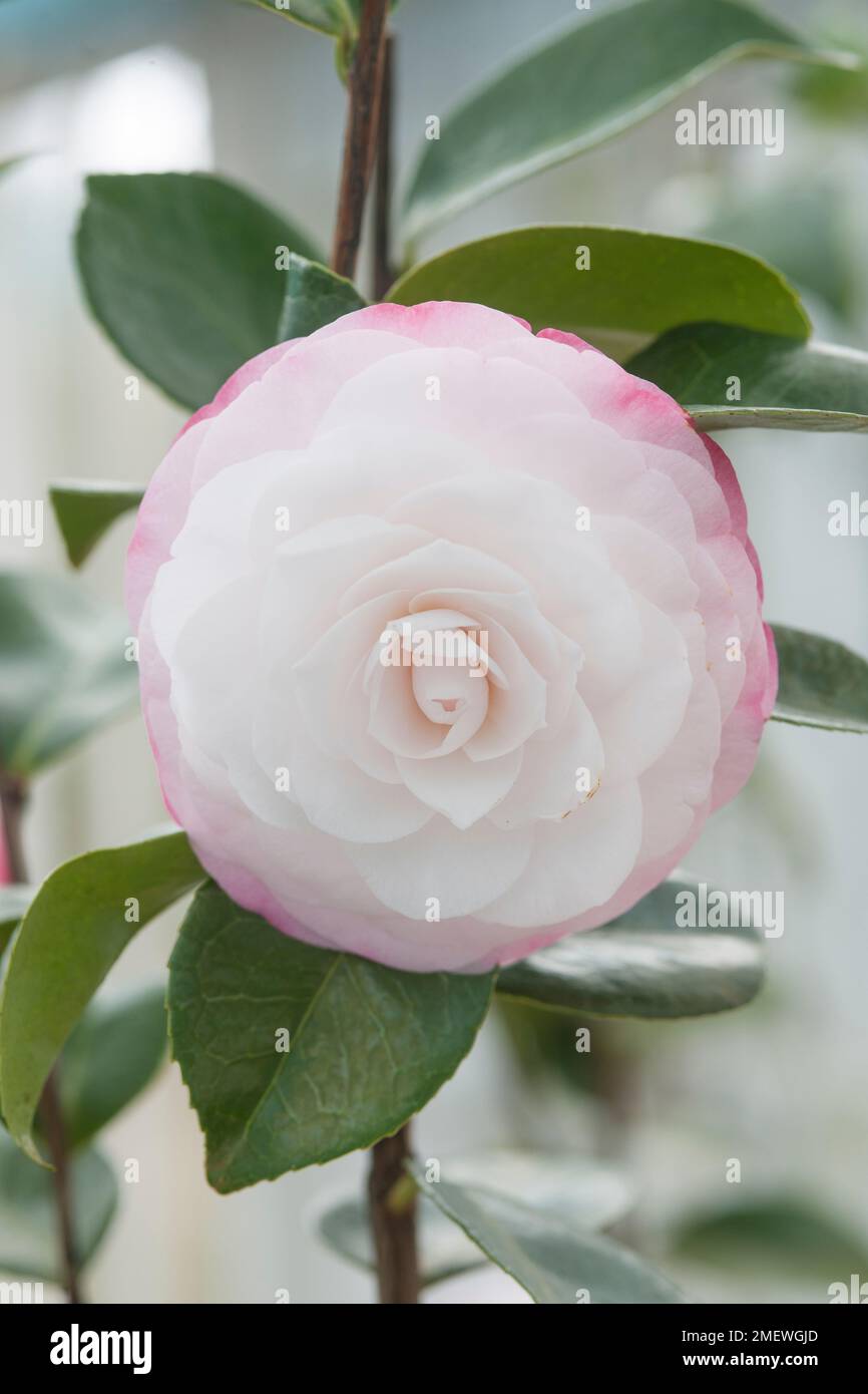 Camellia japonica 'Desire' Stock Photo - Alamy