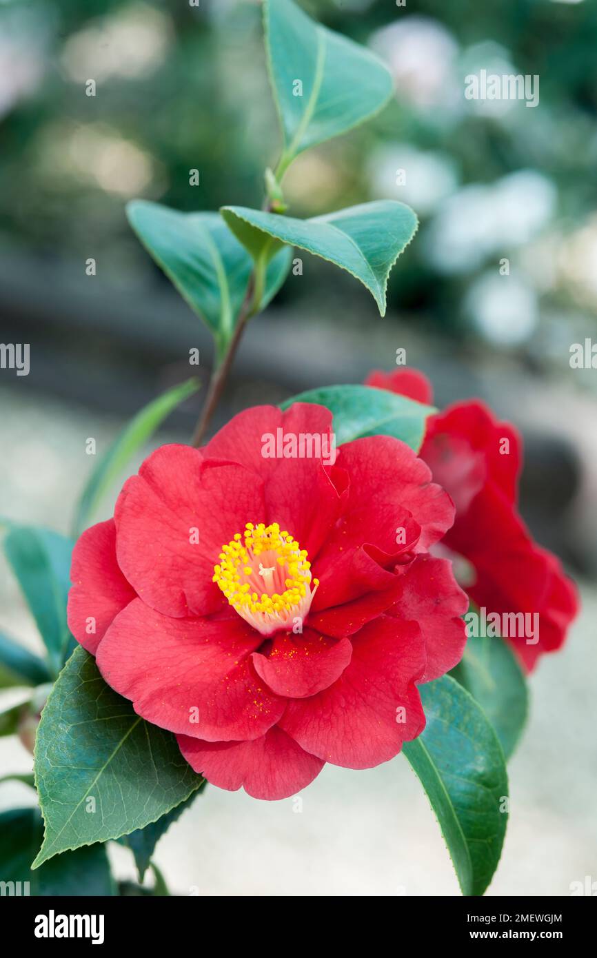 Camellia japonica 'San Dimas' Stock Photo - Alamy