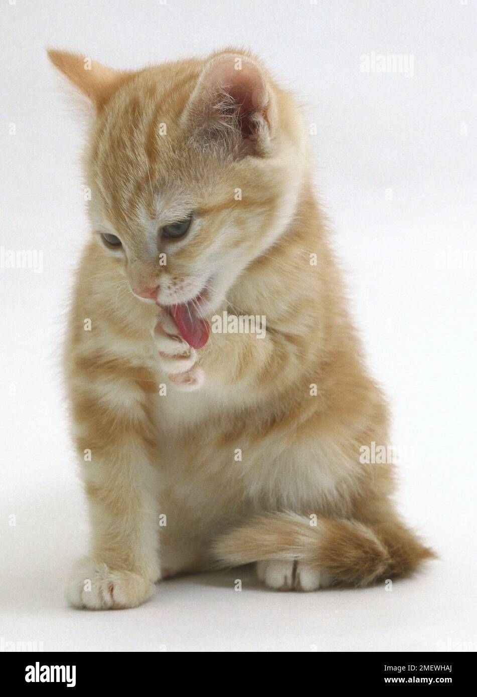 Eight week old ginger kitten cleaning paw Stock Photo Alamy