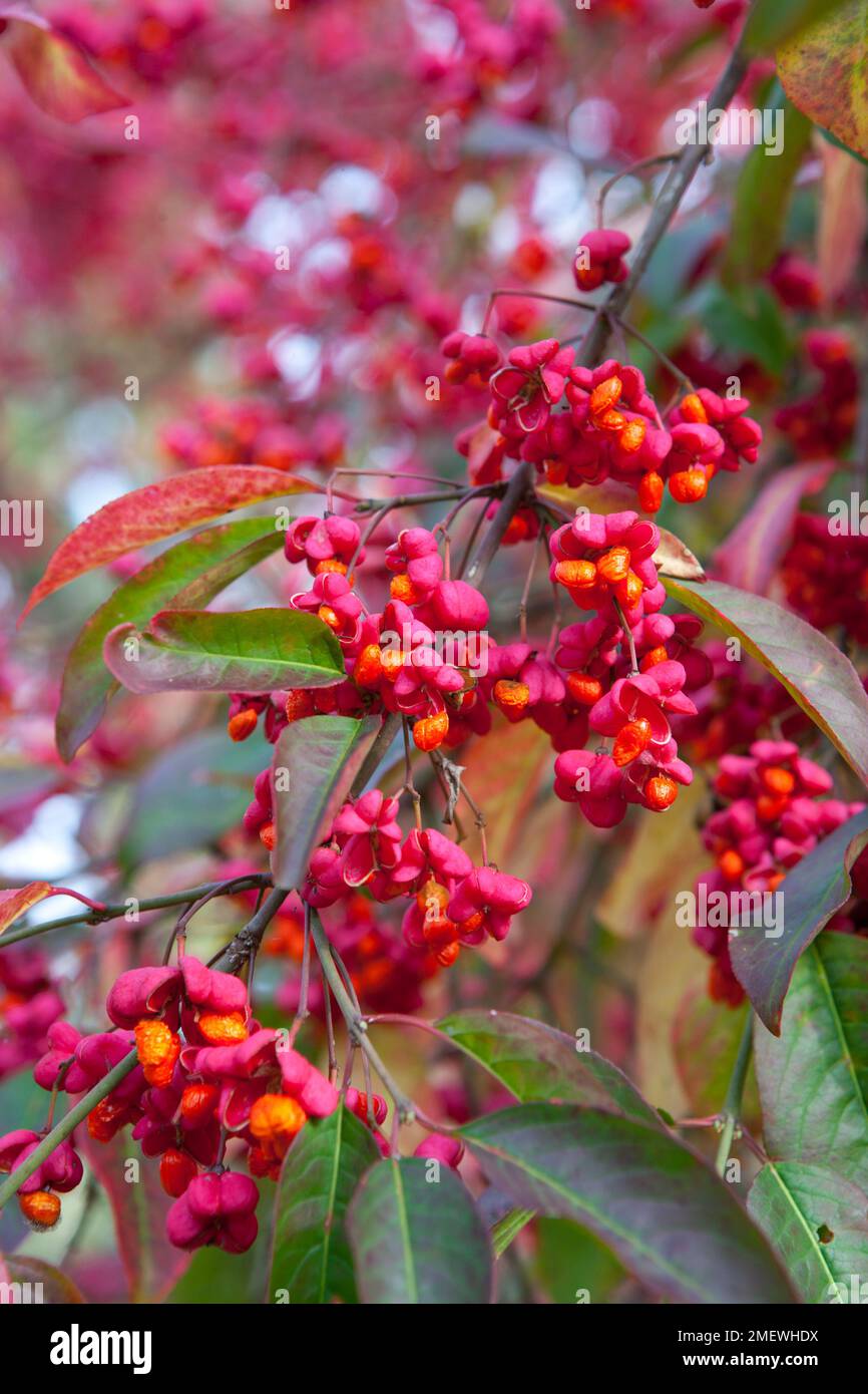Euonymus europaeus 'Red Cascade' Stock Photo - Alamy