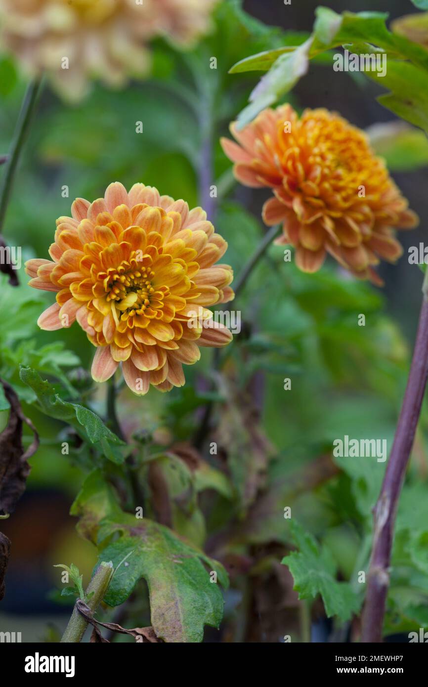 Chrysanthemum leo hi-res stock photography and images - Alamy