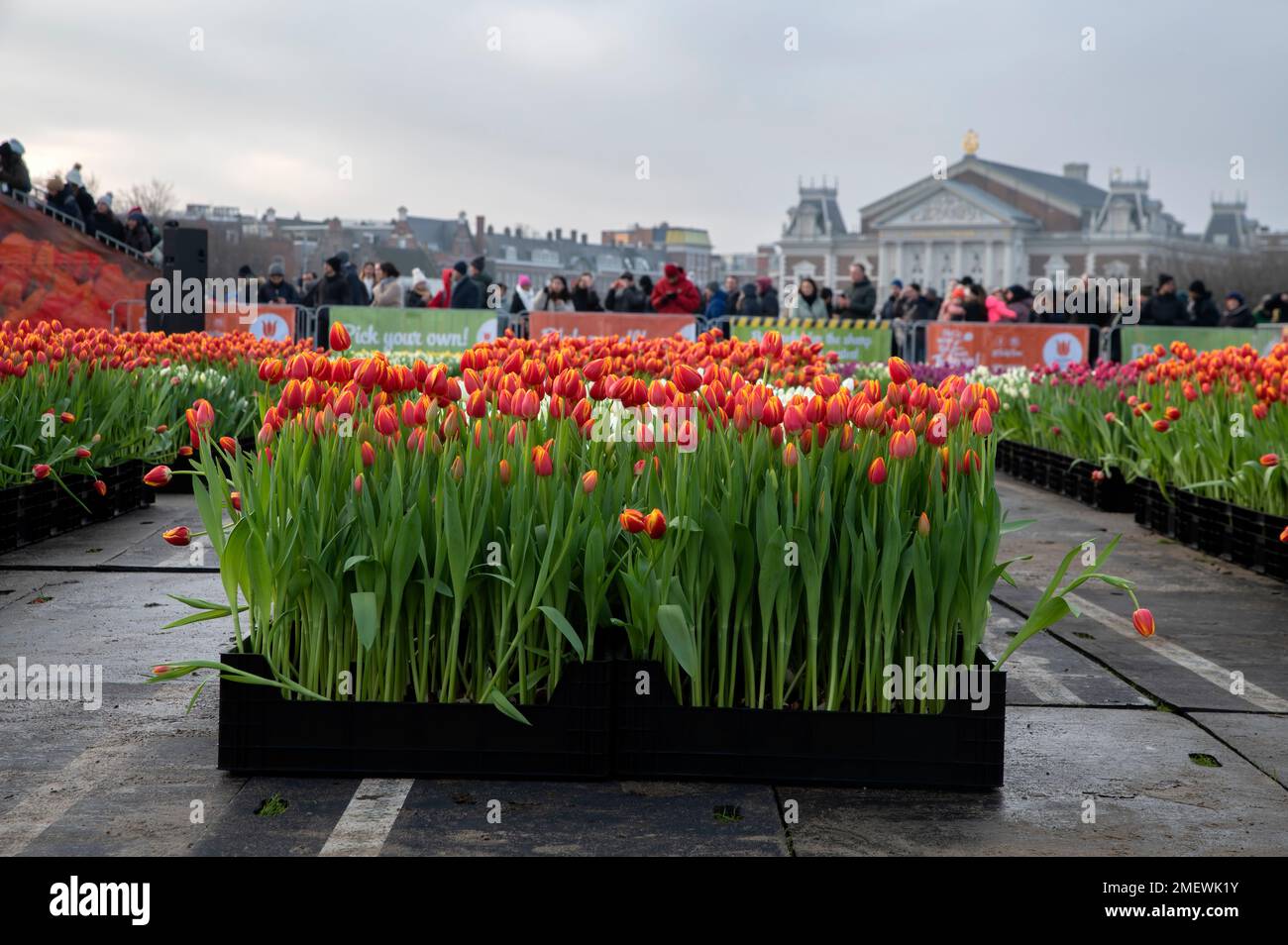 Tulip Fields At The National Tulip Day At Amsterdam The Netherlands 23